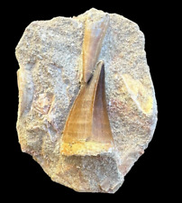 Prehistoric Treasures: Rare Mosasaurus Tooth and Plesiosaurus Tooth in Matrix picture
