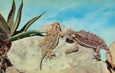 Postcard Horned Toads Desert Creatures Southwest picture