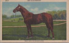 Postcard Horse Man O'War The Wonder Horse Bred in Old Kentucky picture