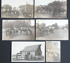 Postcard RPPC 1920s Fresno California Bullard Family Ranch Horses Colt picture