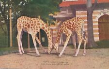 BRONX NY - New York Zoological Park Giraffes Feeding Bronx Zoo Postcard - 1912 picture