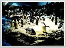 Postcard Sea World Penguin picture