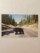 Bear Crossing Highway Yellowstone National Park   Vintage post card picture