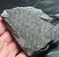 Rare Carboniferous fossil bark - Lepidodendron sp. picture