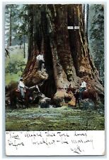 c1920's Kings Canyon National Park Horse Back Ride Big Tree California Postcard picture