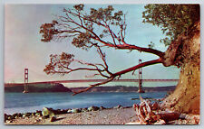 Vintage Postcard WA Tacoma Narrows Bridge Driftwood Chrome ~7834 picture