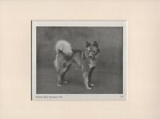 FINNISH SPITZ OLD VINTAGE 1940 NAMED DOG PRINT READY MOUNTED picture