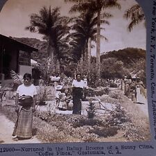 Antique 1905 Stereoview Photo Card Women Children Coffee FINA Guatemala C. A. picture