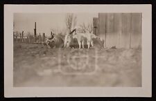 Adorable RPPC of a Mother Pig Feeding Her Piglets in the Mud. C. 1910's-20's  picture