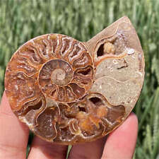60g Natural Ammonite Fossil Quartz Crystal Specimen Reiki Healing picture