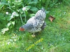 Photo 12x8 Hen at Holker I think this is a Silver Laced Wyandotte bantam - c2011 picture