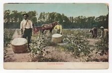 Cotton Picking Black Americana Southern Plantation Undivided Back 1900s Postcard picture