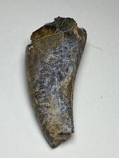Dinosaur Tooth Fossil from Niger 1.8” Eocarcharia Carcharodontosaurid picture
