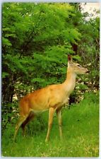 Postcard White-Tailed Deer on Skyline Drive, Shenandoah National Park - Virginia picture