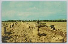 Aroostook County Maine, Harvesting Potatoes, Vintage Postcard picture