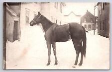 RPPC Milwaukee WI Wisconsin Postcard Lovely Horse Standing Proud Snow Winter picture