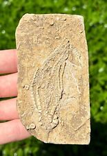 Alabama Fossil Crinoid in Matrix Aphelecrinus Bangor Limestone Formation picture