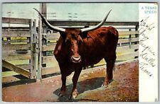 A Texas Long-horned Steer - Postcard picture