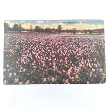Florida -Water Hyacinths Field- Pink Flowers Postcard Posted 1956 picture