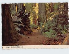Postcard Virgin Redwood Forest, Jedediah Smith State Park, Crescent City, CA picture