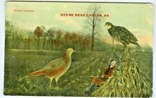 Canton PA  Ruffed Grouse Hunter's Sweet Dream in Canton, 1913 picture