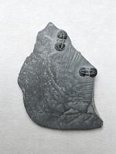 Utah Trilobite Fossils- Natural 1.3” Cambrian Age Agnostida Trilobite Fossils picture