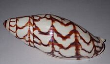 118 mm MEGA RARE Volutoconus Bednalli Volute Seashell #AA12 GREAT PATTERN picture