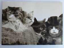 Vintage Cats Blank Greeting Cards Cats Mount Rushmore includes Envelope picture