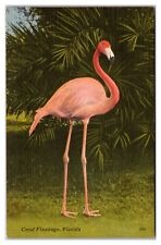 Coral Flamingo, Florida Postcard picture