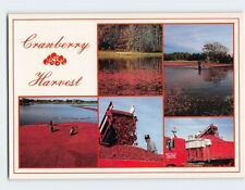 Postcard Cranberry Harvest Cape Cod Massachusetts USA picture