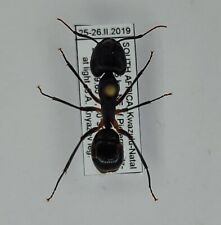 Hymenoptera Formicidae sp. from South Africa picture