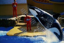 Vintage 1985 35mm Slide Sea World Orca Whale Jumping San Diego California #1422 picture