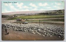 1907-15 Postcard Herding Sheep On Range Yellowstone Park picture