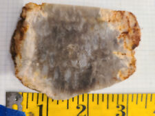 Agatized Fossilized Coral Slabs(2) picture
