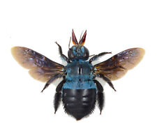 REAL BLUE BEE xylocopa caerulea FAST FROM USA SHIPPING Spread BUMBLEBEE  picture
