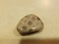 Polished Petoskey Stone 0.72 Oz Michigan Fossil  Coral Anceint Home Decor Art  picture