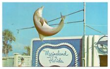Vintage Marineland of Florida Postcard Lily Champagne Flips for Visitors Unused picture
