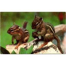Pair of Chipmunks Vintage Postcard Greetings from Mosherville Michigan picture