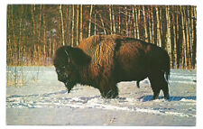 AK Postcard Alaska Alaskan Bison Buffalo picture