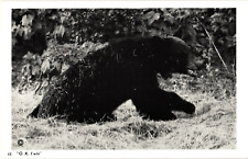 Black Bear Wresting Match Series Photo Frank Marzene Keweenaw Michigan Postcard picture
