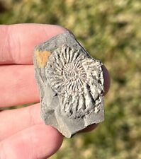 Rare Prionocyclus Ammonite Fossil in Rock Texas Cretaceous Kamp Ranch Limestone picture