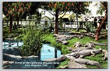 Scene At Alligator Farm Los Angeles California CA Vintage Postcard picture