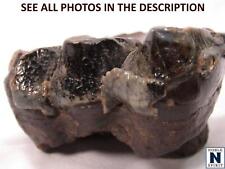 NobleSpirit No Reserve(PA) RARE Gomphotherium Molar, Fossil From Florida picture