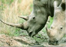 Postcard Close-up white Rhinoceros Kruger National Park South Africa picture