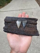 1 Fossilized Extinct Whale Bone And 2 Offshore NC Extinct Mako Shark Teeth picture