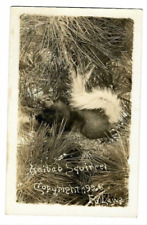 Vtg Postcard Kaibab Squirrel 1926 RPPC Arizona Southwest picture