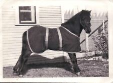 Vintage 1947 Photo of a Beautiful HORSE in a Perfect Stance Wearing a Cover 🐴 picture