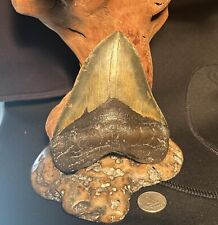MEGALODON Fossil Giant Shark Teeth All Natural Large 5.01” HUGE COMMERCIAL GRADE picture