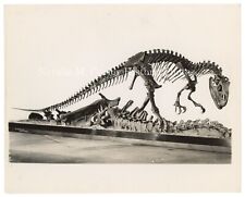 PR 1930s Dinosaur Skeleton Museum Fossil Displays NYC Press Photos picture