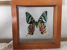 Urania Ripheus  Sunset Moth Framed Double Glass Peru picture